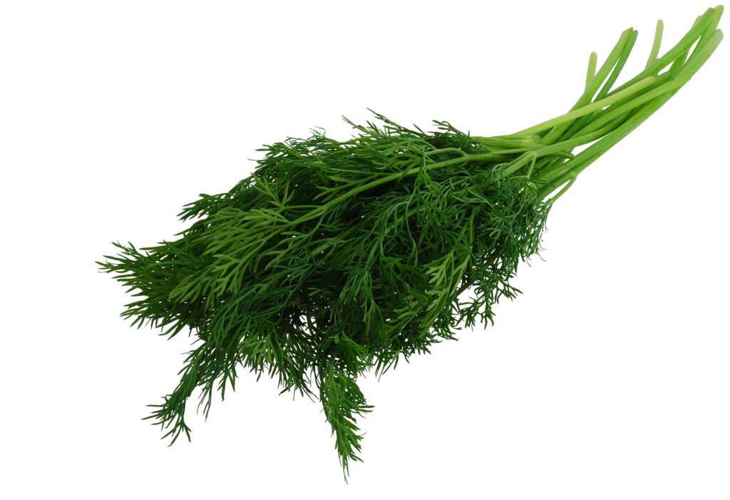Dill weed, fresh