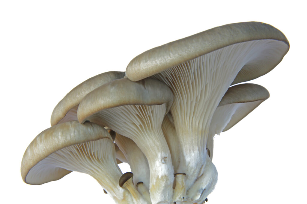 Oyster mushrooms, raw