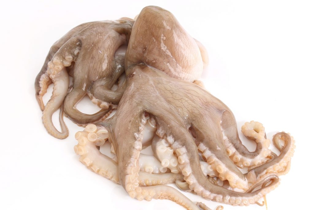 Octopus, Raw